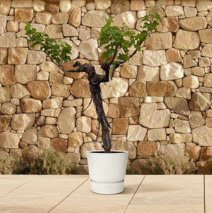 Weintraube – Vitis Vinifera – Weinrebe 220cm – Ø55cm – Verzweigter Stamm mit üppigem Blattwerk – Exklusive Kübelpflanze für Garten, Terrasse & Balkon – Essbare Trauben 