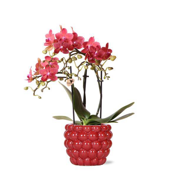 Phalaenopsis Orchidee Rot - Kongo + Beeren-Ziertopf - Topfgröße Ø9cm - 40cm - blühende Zimmerpflanze 