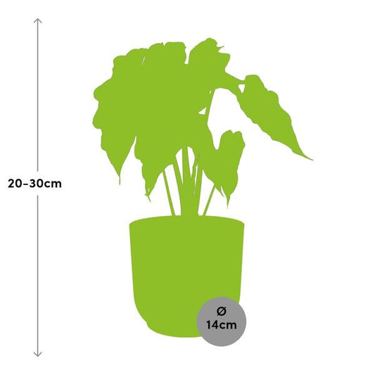 Elefantenohr Alocasia Polly – Zimmerpflanze inkl. Ziertopf Vibes Fold Rosa Ø14cm – Tropische Grünpflanze mit auffälligen Blättern – Luftreinigend & dekorativ – Für Wohnzimmer & Büro 