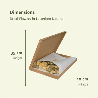 Trockenblumen im Briefkasten – Natur – Getrockneter Blumenstrauß – Beige, Weiß & Rosa – langlebig & pflegefrei – Geschenkidee – 25–30 cm – Dekoration für Zuhause 