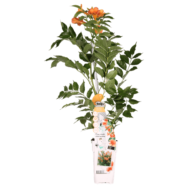 Trompetenblume Orange - Campsis Indian Summer - Ø15cm - ↕65cm 