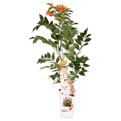 Trompetenblume Orange - Campsis Indian Summer - Ø15cm - ↕65cm 
