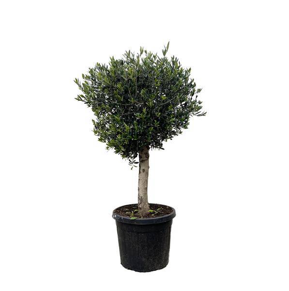 Olivenbaum – Olea Europaea Lorc 180cm – Ø50cm – Mediterrane Kübelpflanze mit silbergrünen Blättern – Edler Olivenbaum für Garten, Terrasse, Balkon & Wintergarten – Pflegeleicht 