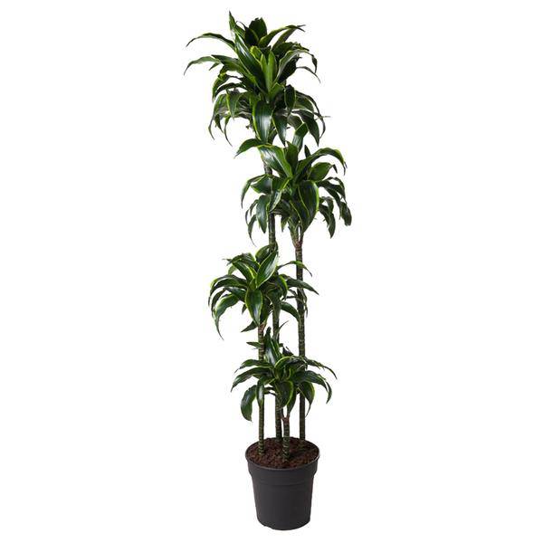 Drachenbaum – Dracaena Dorado 170cm – Ø27cm – Zimmerpflanze mit gold-grünen Blättern – Tropische Dekopflanze für Wohnzimmer, Büro & Wintergarten – Pflegeleicht 