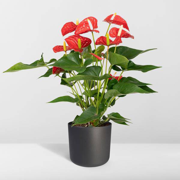 Flamingoblume - Anthurium Rot - Zimmerpflanze - Ø17cm - ↕55cm – Elegante rote Blüten – Pflegeleichte Zimmerpflanze 