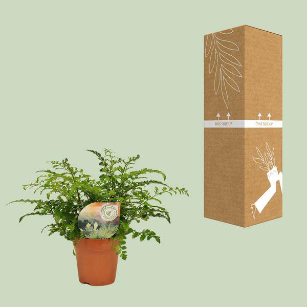 Nestfarn - Asplenium Parvati - Zimmerpflanze - Ø12cm - ↕35cm 