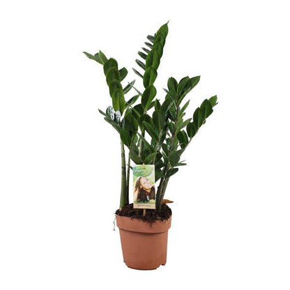 Glücksfeder - Zamioculcas Zamiifolia - Zimmerpflanze - Ø17cm - ↕70cm 