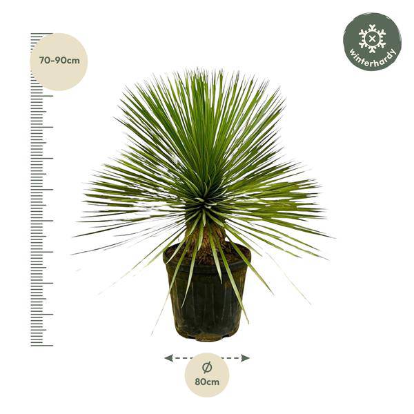 Palmlilie - Yucca Rostrata auf Stiel - ↕70 cm - Ø30cm - Exotische Zimmer- & Terrassenpflanze – Pflegeleicht & robust 