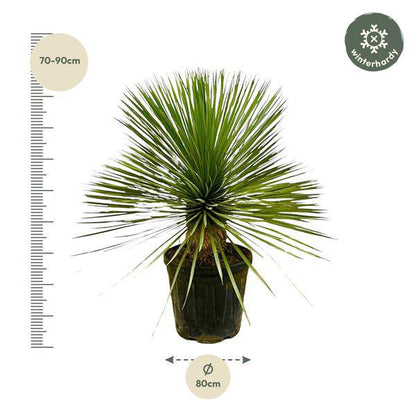 Palmlilie - Yucca Rostrata auf Stiel - ↕70 cm - Ø30cm - Exotische Zimmer- & Terrassenpflanze – Pflegeleicht & robust 