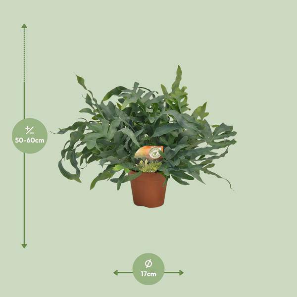 Tüpfelfarn – Phlebodium aureum 'Blue Star' – Ø17cm – 60cm hoch – Zimmerpflanze – Luftreinigend & dekorativ – Bläuliches Farnlaub für Wohnraum & Büro 