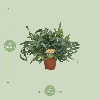 Tüpfelfarn – Phlebodium aureum 'Blue Star' – Ø17cm – 60cm hoch – Zimmerpflanze – Luftreinigend & dekorativ – Bläuliches Farnlaub für Wohnraum & Büro 
