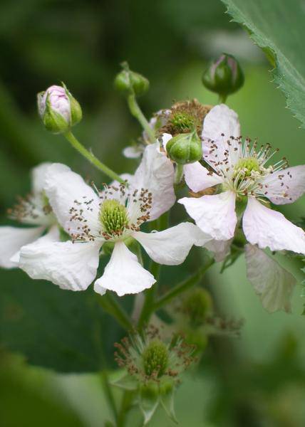 Dornenlose Brombeere - Rubus fruticosus 'Dornenlos Immergrün' - Ø13cm - ↕45cm 