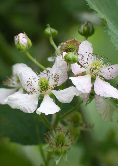 Dornenlose Brombeere - Rubus fruticosus 'Dornenlos Immergrün' - Ø13cm - ↕45cm 