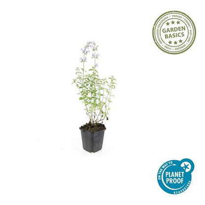 Nepeta 'Walker's Low' – 6 Pflanzen – Katzenminze – Lavendelblaue Blüten – Silbergrünes Laub – Pflegeleichte Staude – Sonnig – Bienen & Schmetterlinge 