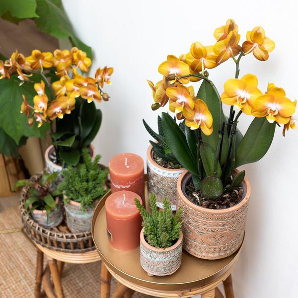 Orange-goldene Phalaenopsis-Orchidee - Jewel Las Vegas - Topfgröße Ø12cm - blühende Topfpflanze 