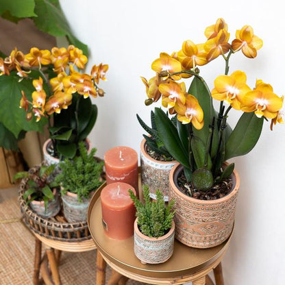 Orange-goldene Phalaenopsis-Orchidee - Jewel Las Vegas - Topfgröße Ø12cm - blühende Topfpflanze 