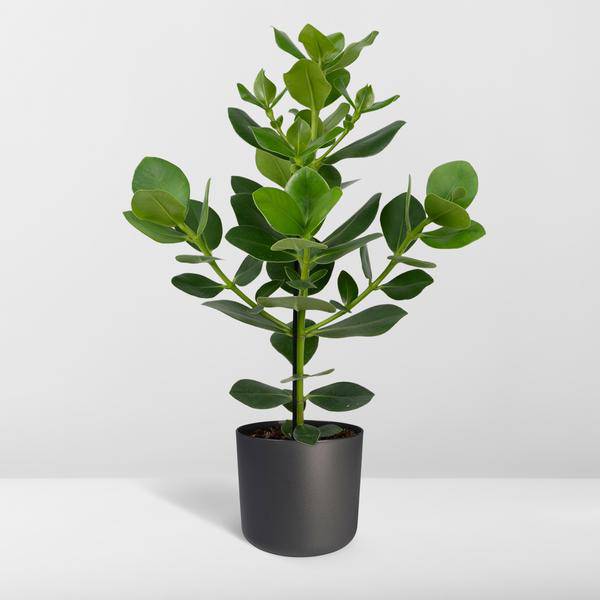Balsamapfel Clusia Rosea Princess – Zimmerpflanze – Ø17cm – ca. 60cm hoch – Glänzende grüne Blätter – Pflegeleicht & vielseitig 
