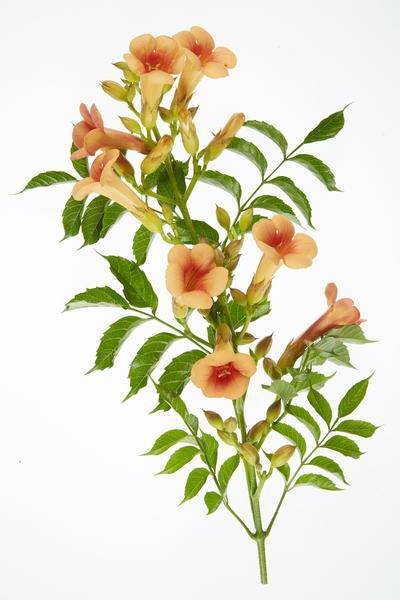 Klettertrompete - Campsis 'Indian Summer' - ↨65cm - Ø15cm - 2 Stück 