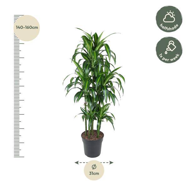 Drachenbaum – Dracaena Hawaiiana Karussell 150cm – Ø31cm – Zimmerpflanze mit langen glänzenden Blättern – Elegante pflegeleichte Grünpflanze für Wohnzimmer, Büro & Wintergarten 
