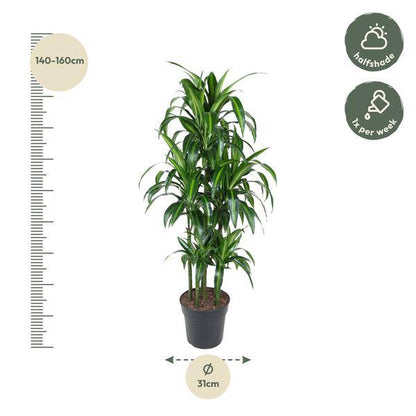 Drachenbaum – Dracaena Hawaiiana Karussell 150cm – Ø31cm – Zimmerpflanze mit langen glänzenden Blättern – Elegante pflegeleichte Grünpflanze für Wohnzimmer, Büro & Wintergarten 