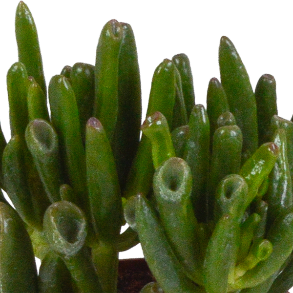 Dickblatt - Crassula - Mix - 8,5 cm - 3 Stück - im Terrakotta-Topf 