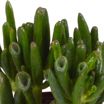 Dickblatt - Crassula - Mix - 8,5 cm - 3 Stück - im Terrakotta-Topf 