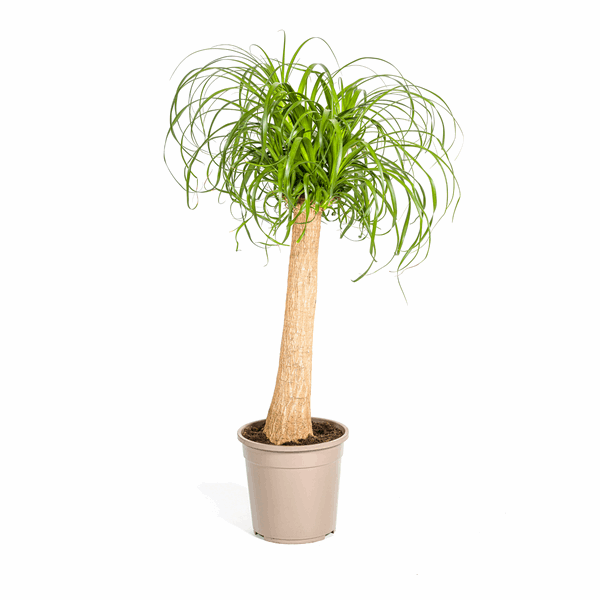 Beaucarnea Recurvata – Elefantenfuß – Ø24cm – ↕80-100cm – Pflegeleichte Zimmerpflanze mit markantem Stamm & eleganten Blättern – Trockenheitsresistent 