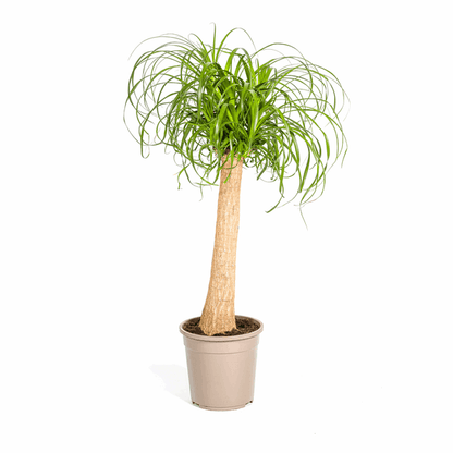 Beaucarnea Recurvata – Elefantenfuß – Ø24cm – ↕80-100cm – Pflegeleichte Zimmerpflanze mit markantem Stamm & eleganten Blättern – Trockenheitsresistent 