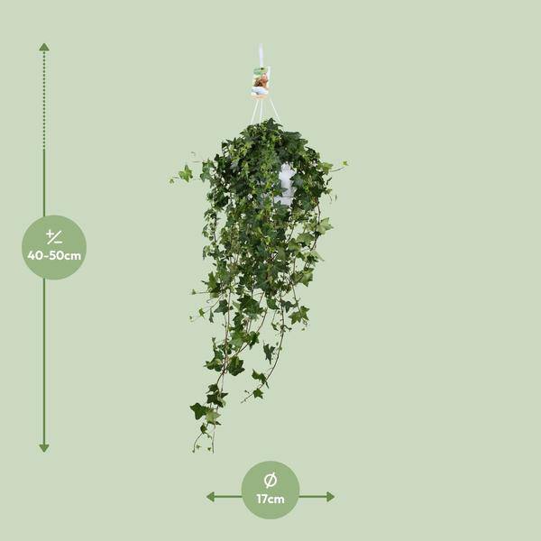Hedera Helix Pitsburg – Efeu Hängepflanze – Zimmerpflanze – Ø17cm – ca. 45cm hoch – pflegeleichte Grünpflanze für Zuhause und Büro 
