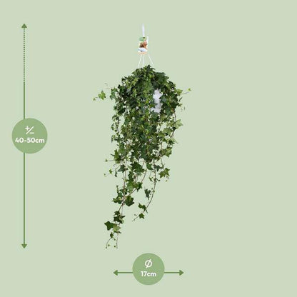 Hedera Helix Pitsburg – Efeu Hängepflanze – Zimmerpflanze – Ø17cm – ca. 45cm hoch – pflegeleichte Grünpflanze für Zuhause und Büro 