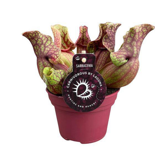Schlauchpflanze Sarracenia Venosa – Kannenpflanze – Zimmerpflanze – Ø12cm Topf – ca. 20cm – Pflegeleicht & Exotisch 