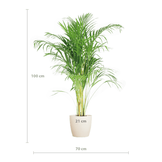 Areca-Palme Dypsis Goldfruchtpalme – Zimmerpflanze ↕100cm Ø21cm – Mit Viber Topf Weiß – Luftreinigende Tropenpflanze für Wohnzimmer & Büro – Nachhaltig & dekorativ 