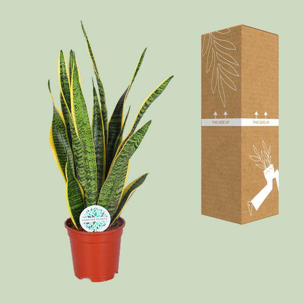 Bogenhanf - Sansevieria Trifasciata Laurentii - Zimmerpflanze - Ø17cm - ↕60cm 