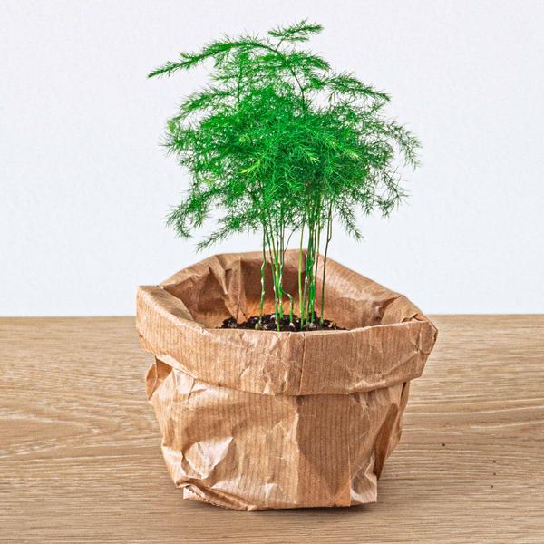 Flaschengarten Set Lancifolia – 5 Pflanzen – DIY Pflanzenterrarium mit Bonsai, Spargel & mehr – Nachfüllpack & Starter Kit 