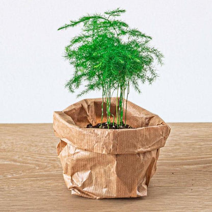 Flaschengarten Set Lancifolia – 5 Pflanzen – DIY Pflanzenterrarium mit Bonsai, Spargel & mehr – Nachfüllpack & Starter Kit 