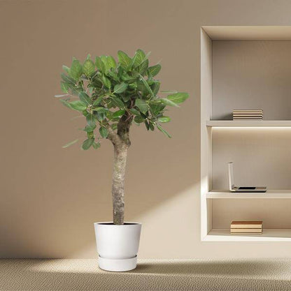 Banyan-Feige - Ficus Benghalensis - 150cm - ø34cm 