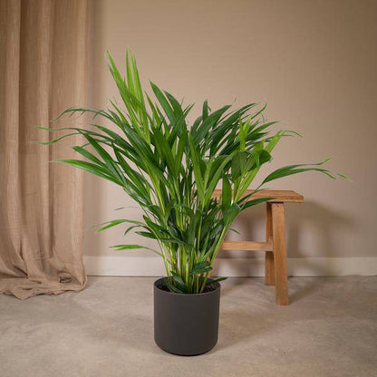 Goldfruchtpalme – Dypsis Lutescens – Areca Palme – Zimmerpflanze – Ø17cm ↕60cm – Luftreinigend – Tropisches Flair – Pflegeleicht – Halbschatten 