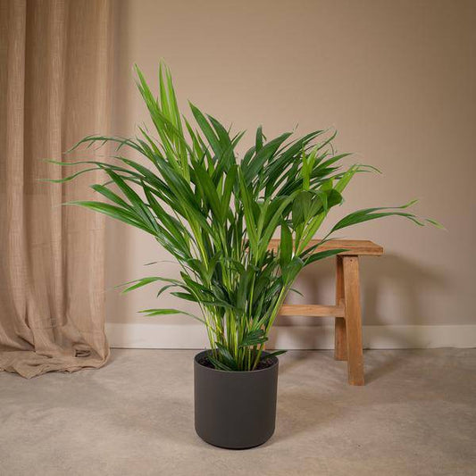 Goldfruchtpalme – Dypsis Lutescens – Areca Palme – Zimmerpflanze – Ø17cm ↕60cm – Luftreinigend – Tropisches Flair – Pflegeleicht – Halbschatten 