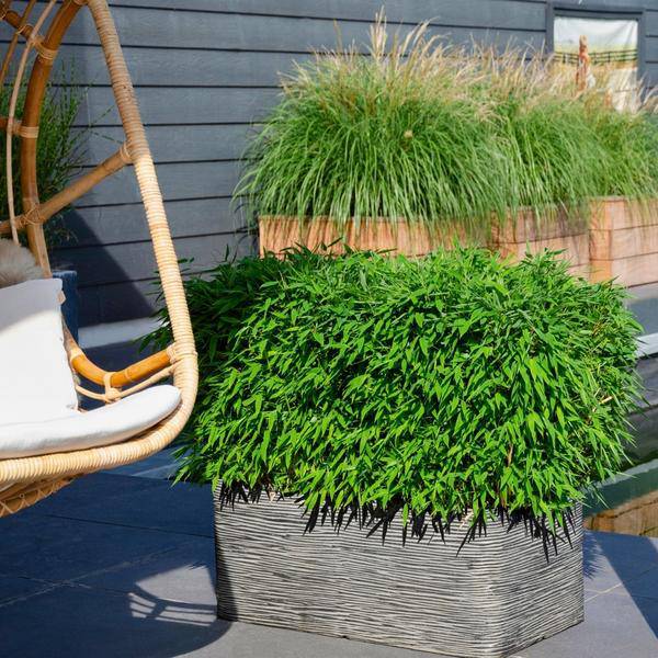 Fargesia murieliae Moontears Boobux – Bambus – immergrün & winterhart – nicht invasiv – Ø29cm – ↕70cm Höhe – ideal für Garten, Terrasse & Hecken 