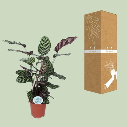 Pfauen-Korbmaranthe (Calathea Makoyana) – Zimmerpflanze im Ø21cm Topf – ca. 70cm hoch – Pflegeleichte, dekorative Zimmerpflanze mit auffälligem Blattmuster 
