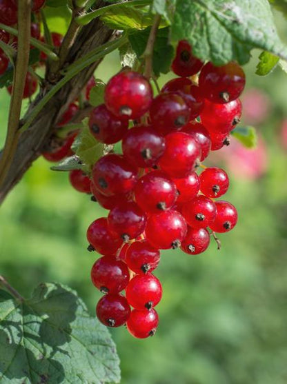 Rote Johannisbeere - Ribes rubrum 'Jonkheer van Tets' - Ø13cm - ↕45cm 