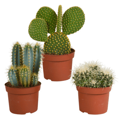 Kakteen Mix - 10,5 cm - 3 Stück - 12cm 