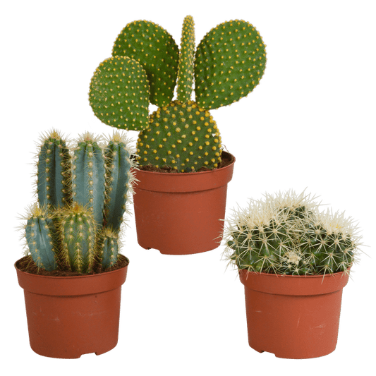 Kakteen Mix - 10,5 cm - 3 Stück - 12cm 