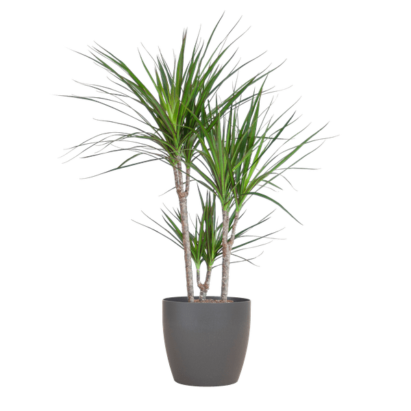 Drachenbaum – Dracaena Marginata – ↕95 cm – Ø21 cm-Topf + Design-Topf „Viber“ Grau – Pflegeleichte Zimmerpflanze – Luftreinigend & dekorativ 