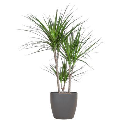 Drachenbaum – Dracaena Marginata – ↕95 cm – Ø21 cm-Topf + Design-Topf „Viber“ Grau – Pflegeleichte Zimmerpflanze – Luftreinigend & dekorativ 