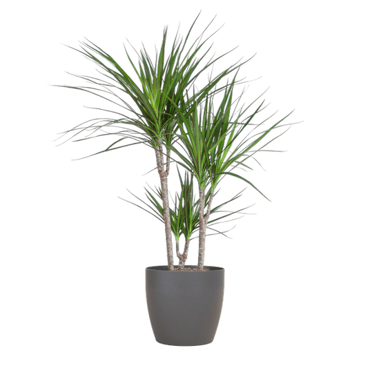 Drachenbaum – Dracaena Marginata – ↕95 cm – Ø21 cm-Topf + Design-Topf „Viber“ Grau – Pflegeleichte Zimmerpflanze – Luftreinigend & dekorativ 