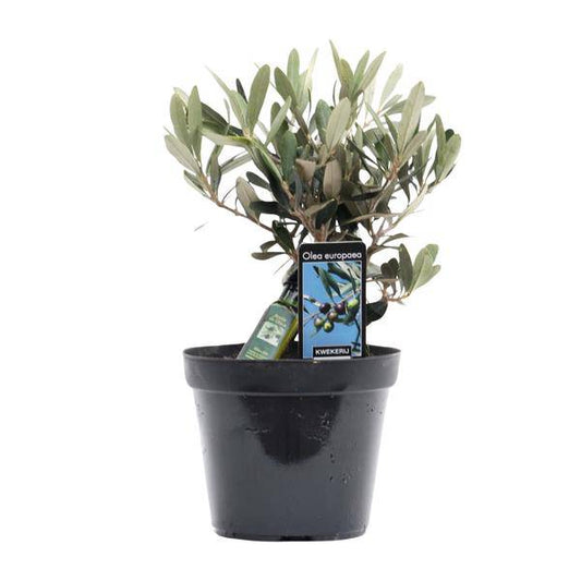 Olivenbaum - Olea Olive - Zimmerpflanze - Ø13cm - ↕25cm 