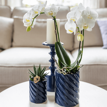 Amabilis Orchidee Weiß & Sukkulente Haworthia – Zimmerpflanzen Set – Candy Dekotöpfe Blau Ø9cm & Ø6cm – Pflanzenset für Wohnzimmer & Geschenkidee 