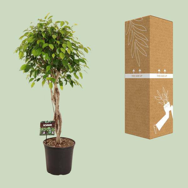 Birkenfeige - Ficus Benjamina Exotica - Zimmerpflanze - Ø27cm - ↕120cm 