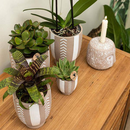 Sukkulente Echeveria Miranda – Grüne Zimmerpflanze – Rosettenform – Ø9cm – Pflegeleicht & Dekorativ 